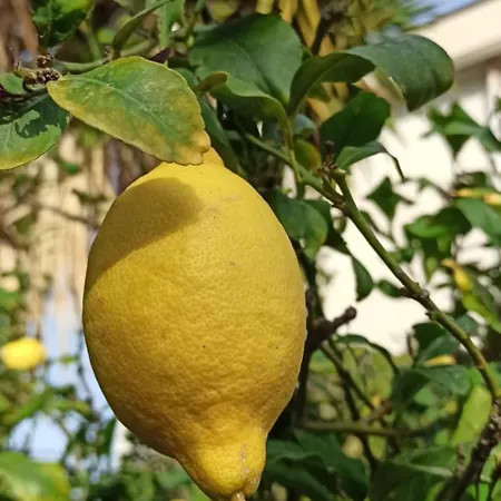 Cerami Con Parcheggio A Un Passo Dal Mare 切法卢
